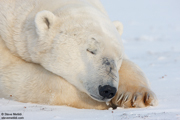 POLAR BEARS OF HUDSON BAY